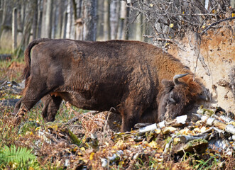 European bison (Bison bonasus) captured in Prioksko-Terrasny Nature Reserve, Moscow region, Russia