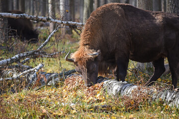 European bison (Bison bonasus) captured in Prioksko-Terrasny Nature Reserve, Moscow region, Russia