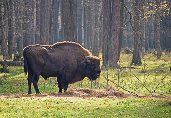 European bison (Bison bonasus) captured in Prioksko-Terrasny Nature Reserve, Moscow region, Russia © lukakikina