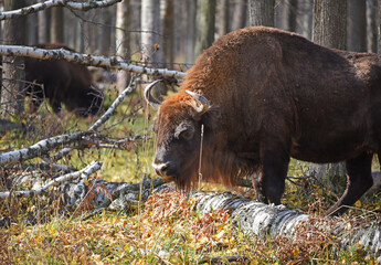 European bison (Bison bonasus) captured in Prioksko-Terrasny Nature Reserve, Moscow region, Russia © lukakikina