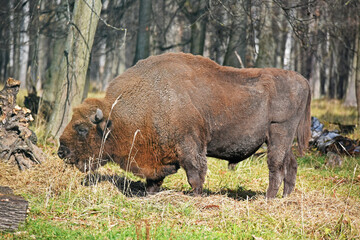 European bison (Bison bonasus) captured in Prioksko-Terrasny Nature Reserve, Moscow region, Russia