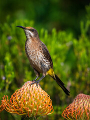 Cape Sugarbird (Promerops cafer) with pollen on its forehead on Leucospermum flower. Cape Town....