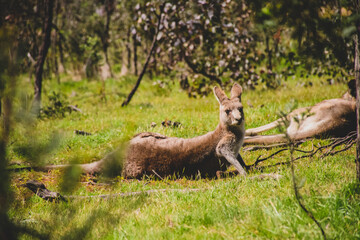 Kangaroos in the wild