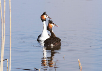 Pair of Great crested Grebe during mating games