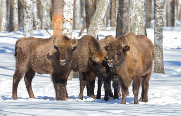 Bisons family in winter forest on a sunny  winter day