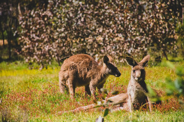 Kangaroos in the wild