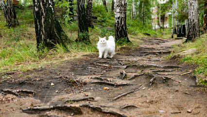 Fototapeta na wymiar white fluffy cat walks along the forest path
