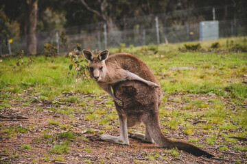 Kangaroos in the wild