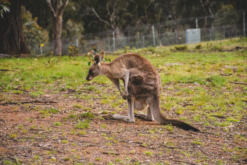 Naklejka na ściany i meble Kangaroos in the wild