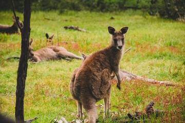 Kangaroos in the wild