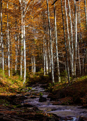 Landscape with a stream in a yellowed forest
