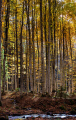 Fototapeta premium autumn in the forest