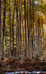 landscape in an autumn beech forest