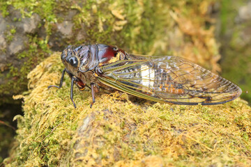 An evening cicada resting in a bush. This insect has the scientific name Tanna japonensis.  - obrazy, fototapety, plakaty