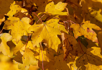 yellowed leaves on branches in the foreground