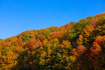 Fototapeta premium Landscape with colorful forest in autumn shades