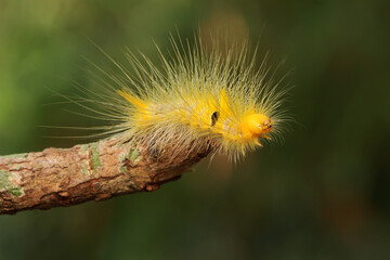 A bright yellow caterpillar is eating leaves. 