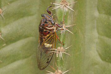 An evening cicada resting in a bush. This insect has the scientific name Tanna japonensis. 