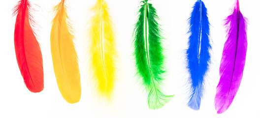 Feathers in LGBT rainbow colors