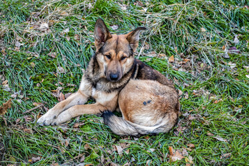 A stray homeless mixed breed dog lying on the grass 