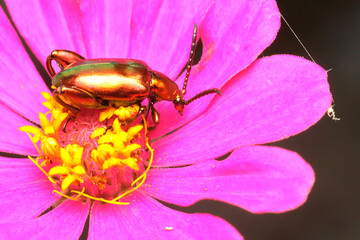 A frog leg beetle is looking for food in a wildflower. This insect has the scientific name Sagra...