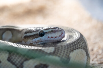 head of yellow - brown snake with big eye on it body.