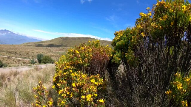A green and yellow plant part of the vegetation of the moorlands of the Andes in Rucu Pichincha. Mountains are seen on the back, the sky is blue with some clouds.
