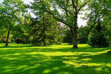 Public park with green grass and tall trees that provide shade.