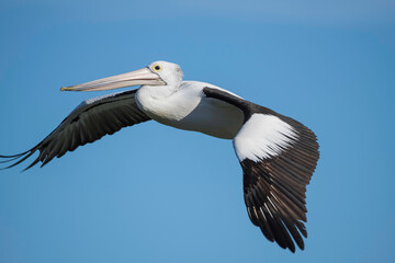 Pelican flying in the late afternoon blue sky