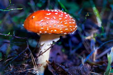Amanita Muscaria Toadstool Mushroom in a Baltic Forest