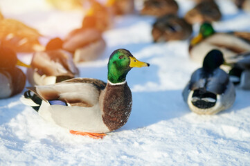 Group of ducks in snow