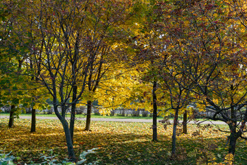 Fototapeta premium Multicolored trees in the sun in autumn.