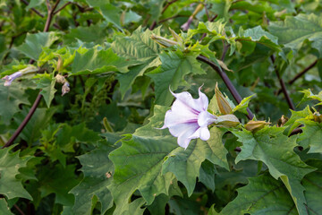 Datura stramonium plants with white and purple flowers.