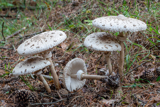 Macrolepiota procera. Parasol mushrooms in pine forest.