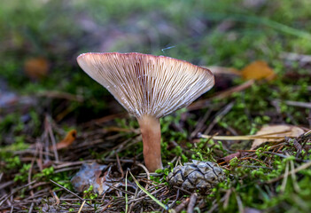 Beautiful Mushroom Closeup in a Forest in Latvia