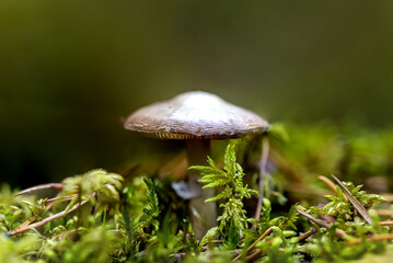 Beautiful Mushroom Closeup in a Forest in Latvia