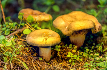 Beautiful Mushroom Closeup in a Forest in Latvia