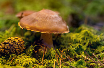 Beautiful Mushroom Closeup in a Forest in Latvia