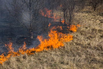 Taiga of Siberia and the Far East, Russia. Fire in the forest near Baikal. Smoke and combustion. Spring fell, control of pale dry grass
