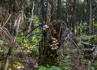 Beautiful Mushrooms on a Tree a Forest in Latvia
