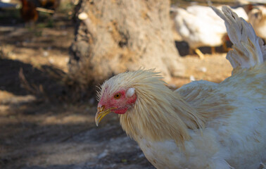 White laying hen walking towards the camera. Free range Livornese hens in organic farming. Photo was taken in Veneto, Italy. Warm, neutral colors.