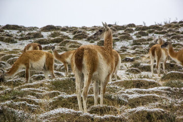 Guanaco lama in Patagonia in Torres del Paine National Park, in the south of the Chili province Magallanes Region and Antartica Chilena, Puerto Natales