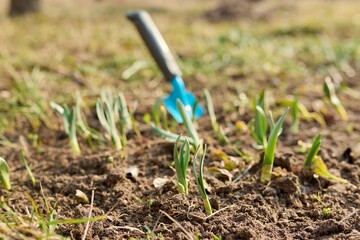 Seasonal spring gardening, garden trowel in flowerbed with sprouting daffodils flowers