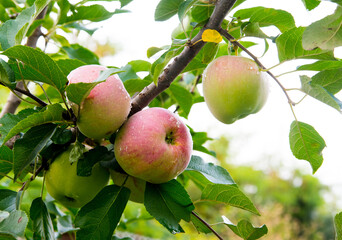 Red-green apples on a branch with drops of ross, close-up, copy space, natural conditions