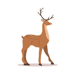 Cute noble sika deer. Reindeer with antlers on white background. Ruminant mammal animal. Vector illustration in flat cartoon style.