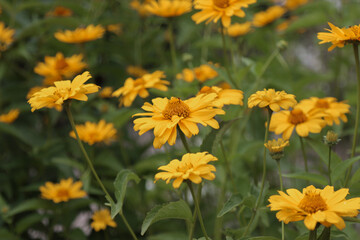 Blooming flowers of heliopsis.