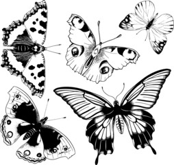 Vector set of black and white butterflies