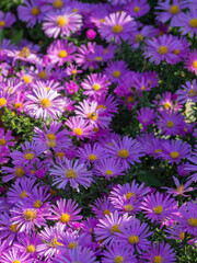 A floral carpet of pink-purple Alpine aster flowers, centered in the foreground. Beautiful flower card with delicate little Christmas daisy flowers. Template for social networks