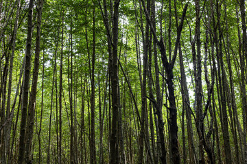 The lush greenery of the trees, the fertile forest