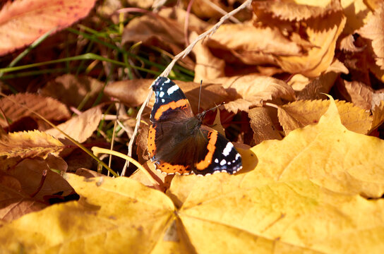 Photo of a butterfly on a yellow leaf